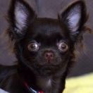 Blessed Marvel STEPHANIE FEST LADY