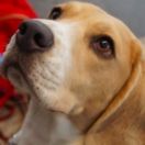 BLUE LADY Spotted Puppies FCI