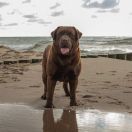 Blue Mountains Laba Arcturus