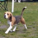  BLUE VELVET Spotted Puppies FCI