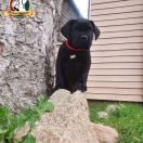 BOHEMIAN RHAPSODY Your Destiny FCI 