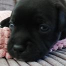 BOMBAY Horseradish Gang Staff