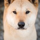 Bomi of Noryeong Sanmaek