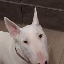 Bona Doskonałość z Grodu Kraka