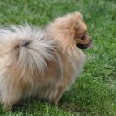 BONITA Wspólny Dom FCI 