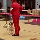 BONNIE Fortitudo Alesco 