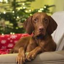 BONNIE Rusty Ark FCI