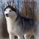 BOSNIAK'S ENTER AT YOUR OWN RISK