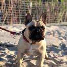 BRYTTA OF DECLARE FRENCHIES