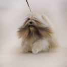 C.I.B, Multi.Ch TSEWANG LHAMO The Tibetan Pride (FCI)