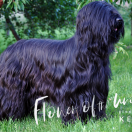 ROSE OF DESERT Bohemia Elite