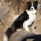 Fasstari (FCI) ABOVE THE STARS (DAISY) 