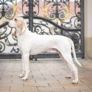 OBELIX del Pas du Cabardes