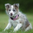 A' MORO NINJA Borderowe Roztocze