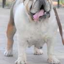 Granex Alisanos Bullbox Princess