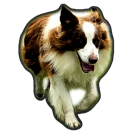 EGO Fergie of the Border Word FCI 