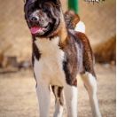 Raymi Always With You Kattyval (Texac)