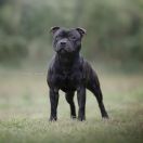 SYNEK EGON Hanyskie Czorty FCI