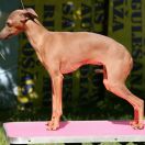 CANIS NOBILITAS POLLI