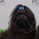 Madam Kalinka Białe Bursztynki