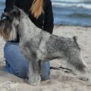 Impreza Artax's Angels (JWW, C.I.B. & Multi Ch.)