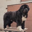 BRONEK z Rogowa Rodem 