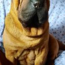 Artemida Molosy Dobrońskie FCI 