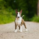 LUCKY BEAST IN TROUBLE FROM Fitbull