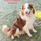 Albuss Border Meryland