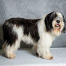 BEDUMIL BORSUCZE SIOŁO FCI