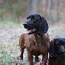 HOLLAND & HOLLAND Le Corne Royale FCI 