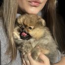 POWERPUFF BUTTERCUP The Scarlet Hill