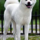 Seika Go Sakura No Sono