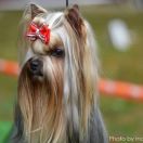 JUST UNIQUE SUNSHINE Indorado FCI