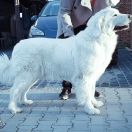 FIGA Z MAKIEM Las w Jamnicach