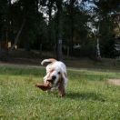 BUMBA Bursztynowa Aleja FCI