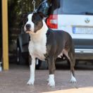 ​Ring Legend's Ronda Rosy