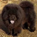 MOSES MISHKI TOPTISHKI