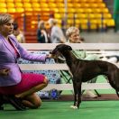 AWAMORI Ballada o Wędrowaniu