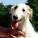 LORD ELROND Impuls i Splendor