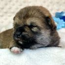 DENJI the Scarlet Hill