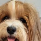 Fluffy Attraction BREATHTAKING FRANCESCA