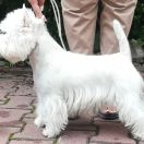 TOUCH OF THE RING Czar Krakowa 