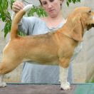 INFANTA ISABELLA DARLING JOY