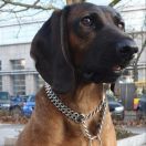 Łuska z Wilczewskich Wydm