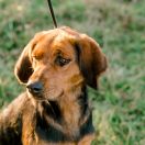 WAĆPANI GRACJANA z Poniatowskiego Dworku