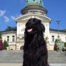  MAKE MY DAY (Megi) Enormous – FCI.