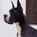 John Q Planeta Doga FCI