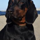 Mieszko z Rogu Trzech Książąt