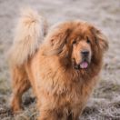 GVR Uzzi Mya to Mi-Tsang 